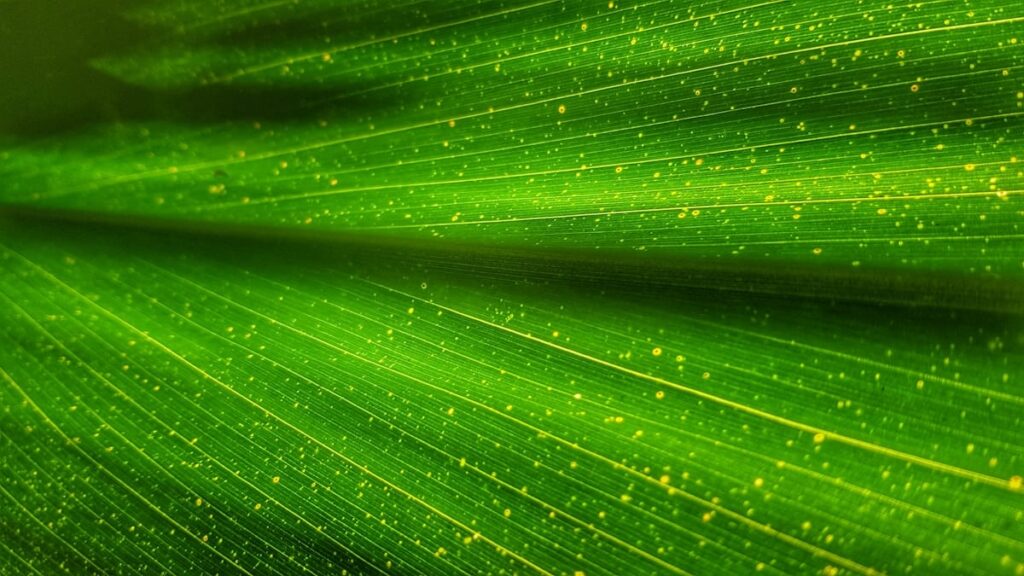 green leaf